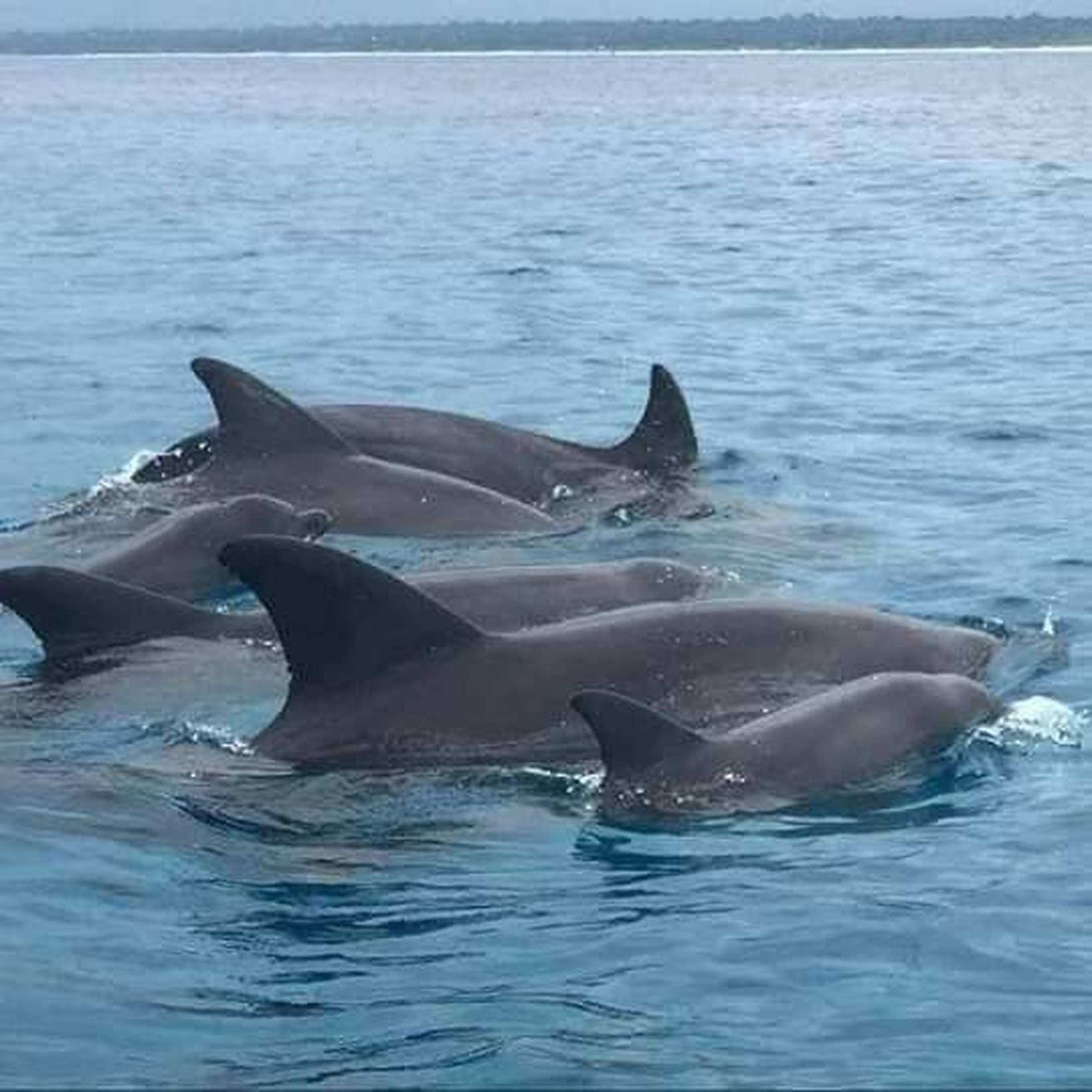 Dolphins swimming off Zanzibar