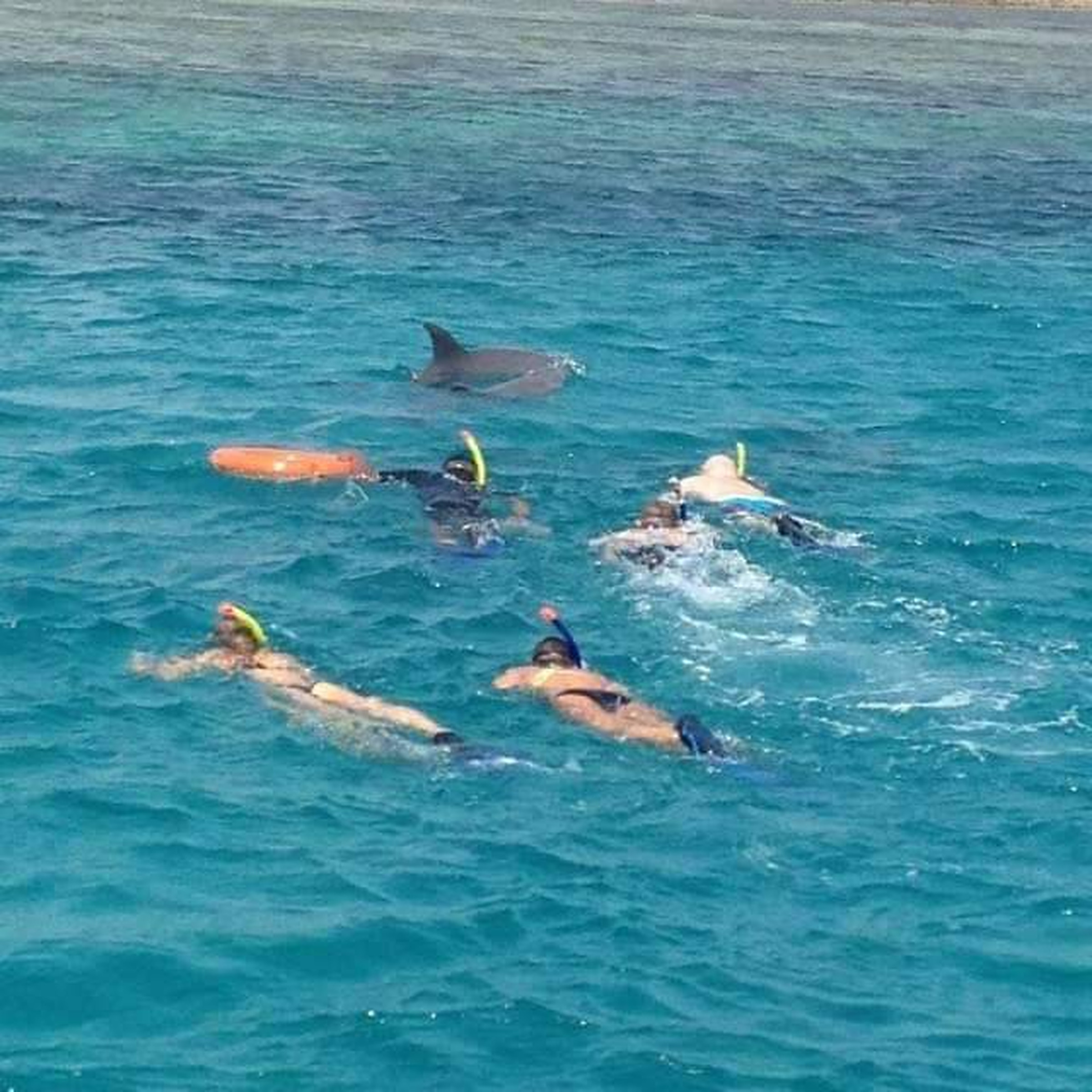 Mnemba Island Dolphin & Snorkeling