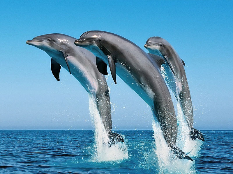 SHARED WASINI DOLPHIN TOURS