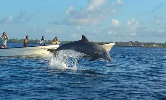 Wasini Dolphin Tours: Mombasa , Diani to Wasini Dolphin Tour. Wasini and Kisite Island Marine Park dolphin and snorkeling tour daily trips from Mombasa and Diani Beach Kenya with hotel pick and drop. - Image 5