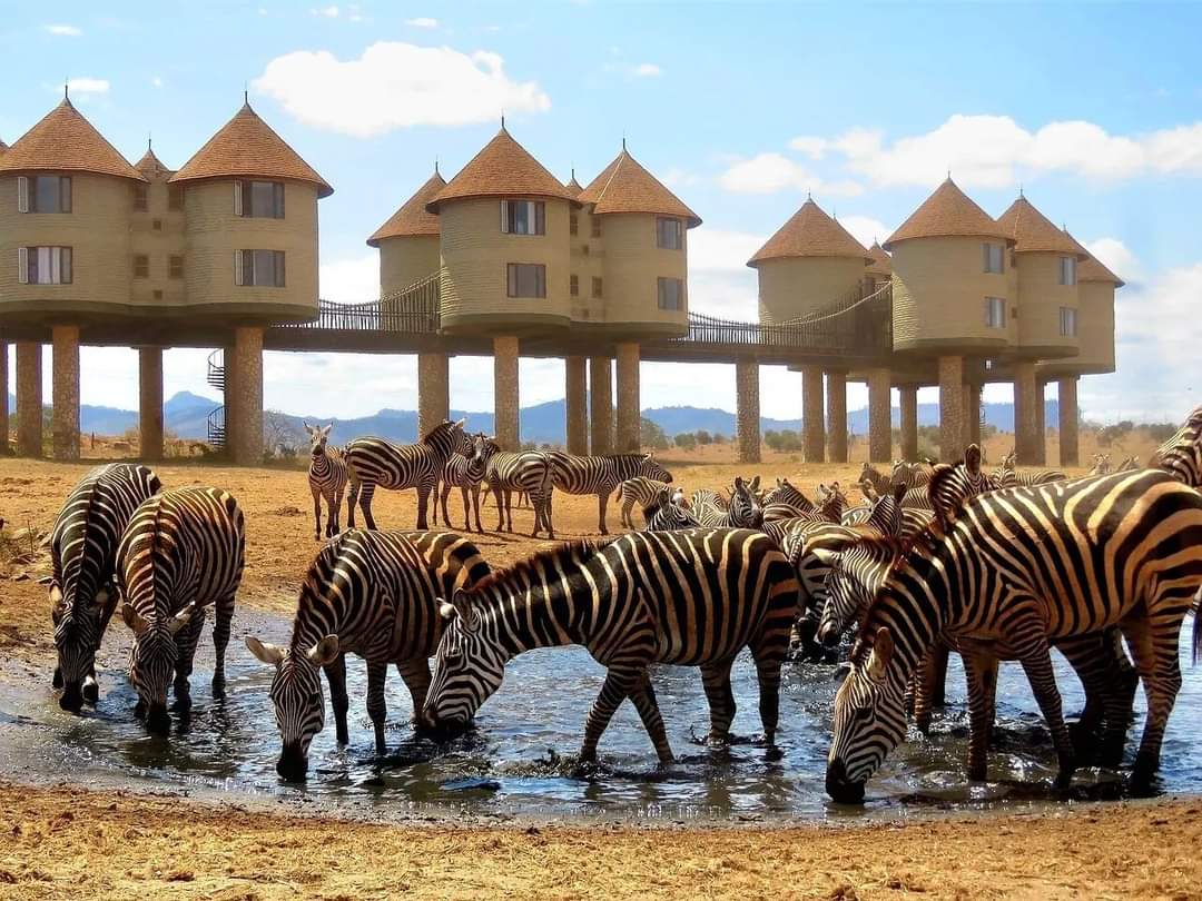 Tsavo Safari - Image 2